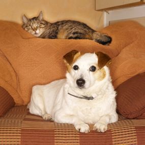 Dog and Cat