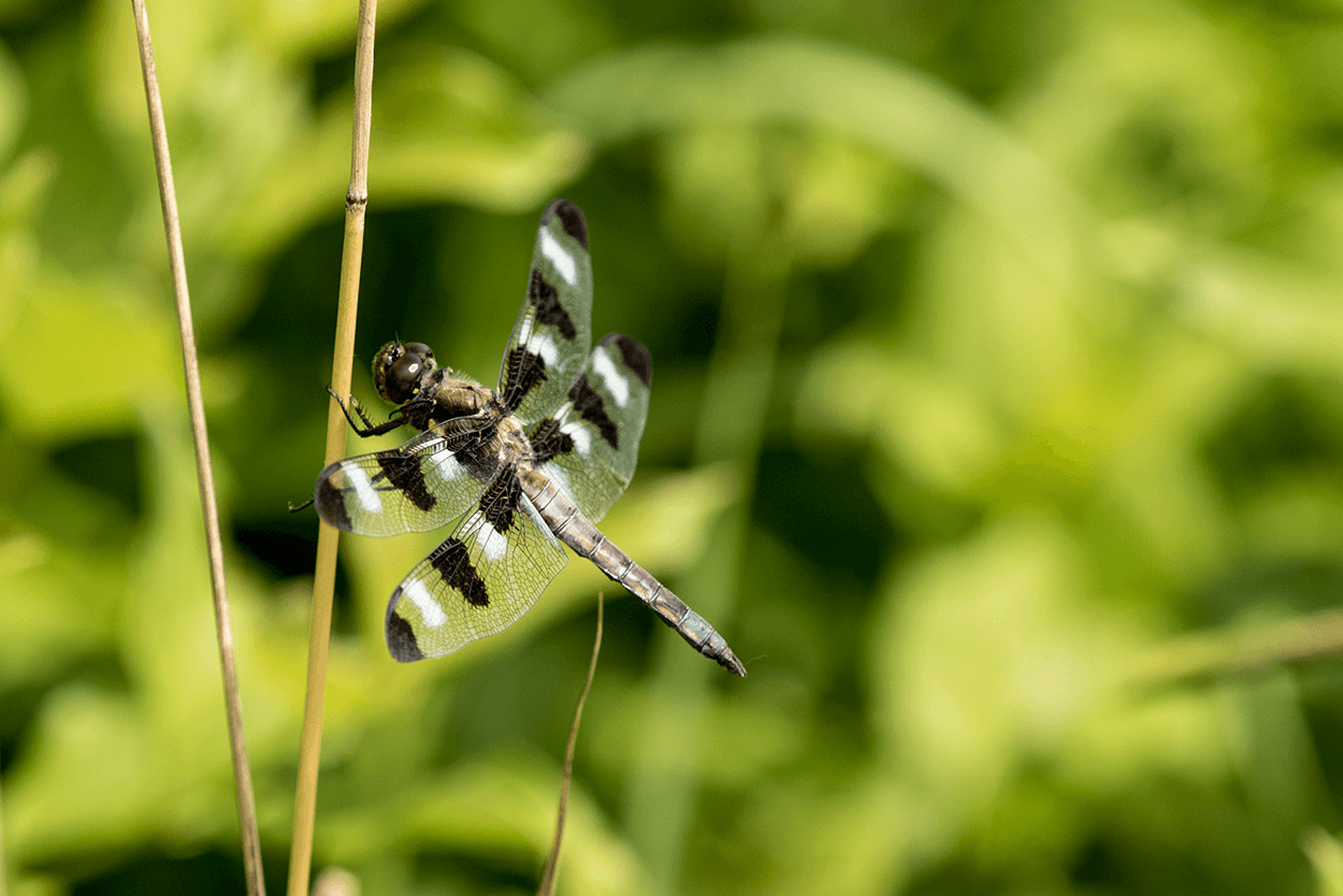 Dragonfly