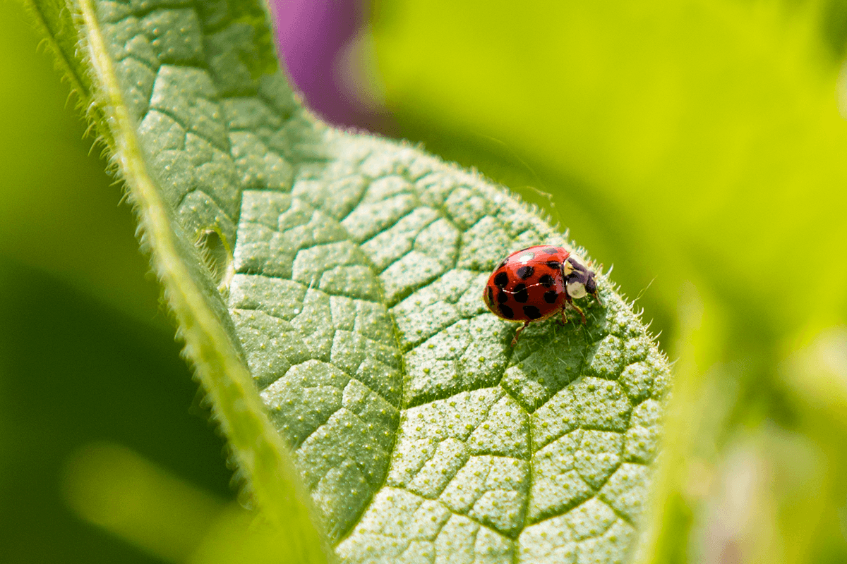 Ladybug